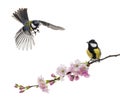 Two great tit one flying and the other perched on a flowering br Royalty Free Stock Photo