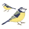 Two great tits birds. Vector illustration on white background