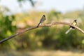 A two Great Tits, Parus major, perching on twig Royalty Free Stock Photo