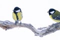 Two great tits perched upon a branch with snowy white background Royalty Free Stock Photo