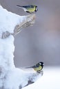 Two great tits during wintertime in Finland