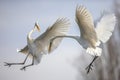 Two Great white Egret fighting Royalty Free Stock Photo