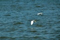 Two Great White Egrets flying over water Royalty Free Stock Photo