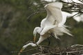 Two great white egrets mating in Georgia.