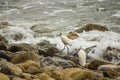 Two great white heron birds walking across the rocks with ocean waves crashing against the rocks at Bluff Cove beach Royalty Free Stock Photo