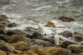 Two great white heron birds walking across the rocks with ocean waves crashing against the rocks at Bluff Cove beach Royalty Free Stock Photo