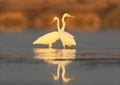 Two great white herons fish in calm water in the soft morning light on a blurred background