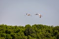 Two greater Flamingos flying over Ras Al Khor Wildlife Sanctuary in Dubai