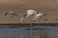 Two greater flomingos as dancing birds