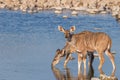 Two greater kudu Tragelaphus strepsiceros, female, looking alert and drinking at the Okaukuejo waterhole, Etosha National Park,