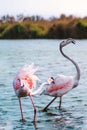 Two Greater pink flamingos, a large one and a smaller one, stand in the water, one pecking at the other`s wings. In the backgroun Royalty Free Stock Photo