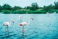Two Greater pink flamingos, large and small, stand in the water, side view. In the background-a blue pond, a green bank and other Royalty Free Stock Photo
