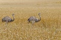 Two greater rheas