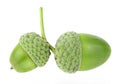 Two green acorns isolated on white background. Young acorns Royalty Free Stock Photo