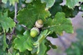 Two green acorns (oak nuts)