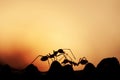Two green ants walking on a vine at sunset