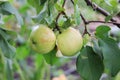 Two green apples on the tree. Season fruit in organic orchard