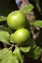 Two green apples Royalty Free Stock Photo