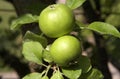 Two green apples Royalty Free Stock Photo