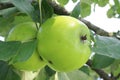 Two green apples Royalty Free Stock Photo