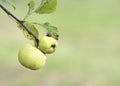 Two green apples on apple-tree branch daylight Royalty Free Stock Photo