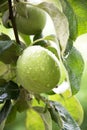Two green apples. Apple tree in the rain. Large drops of water glisten on the surface of fruits and leaves Royalty Free Stock Photo