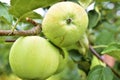 Two green apples on a branch of an Apple tree Royalty Free Stock Photo