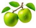 Two green apples on branch isolated on white background Royalty Free Stock Photo