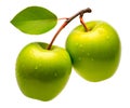 Two green apples on branch isolated on white background Royalty Free Stock Photo