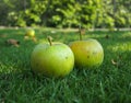Two green apples on the grass Royalty Free Stock Photo