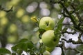 Two green apples growing on the tree. Royalty Free Stock Photo