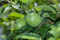 Two green apples growing on the tree Royalty Free Stock Photo