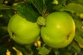 Two green apples on a tree Royalty Free Stock Photo