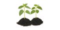 Two green bean seedlings with soil isolated on transparent background Royalty Free Stock Photo