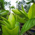 Two green beautiful buds of Gandharaja flowers