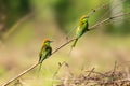 Two Green Bee-Eater perching on perch looking into a distance with blur green background Royalty Free Stock Photo