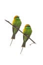 Two Green Bee-Eaters perching on perch looking into a distance isolated on white background Royalty Free Stock Photo