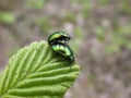 Two green beetles