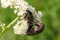 Two green beetles on the white flower