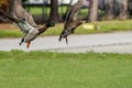 Two green birds flying Royalty Free Stock Photo