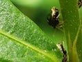 Two Green and Black Bugs on a Green Leaf and Stem Royalty Free Stock Photo