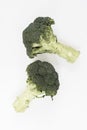 Two Green Broccoli Branch with Raw Stem on Plain White Background