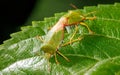 Two green bugs are on a leaf Royalty Free Stock Photo