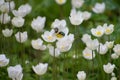 Two green bugs is on white anemone flowers