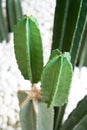 Two Green cactus with spines cut for safety Royalty Free Stock Photo