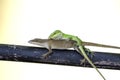 Mating Chameleon Green Anole Lizards, Georgia USA