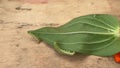 Two green caterpillars crawl on a green leaf on a wooden table. Garden pests, cotton bollworms, helicoverpa armigera Lepidoptera: