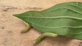 Two green caterpillars crawl on a green leaf on a wooden table. Garden pests, cotton bollworms, helicoverpa armigera Lepidoptera: