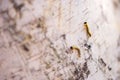 Two green caterpillars crawling along the birch trunk Royalty Free Stock Photo