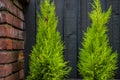 Two green cedar shrubs against a black barnboard wall and brick post